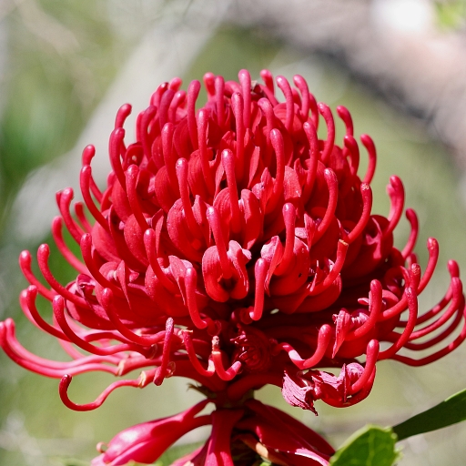 Secondary Succession