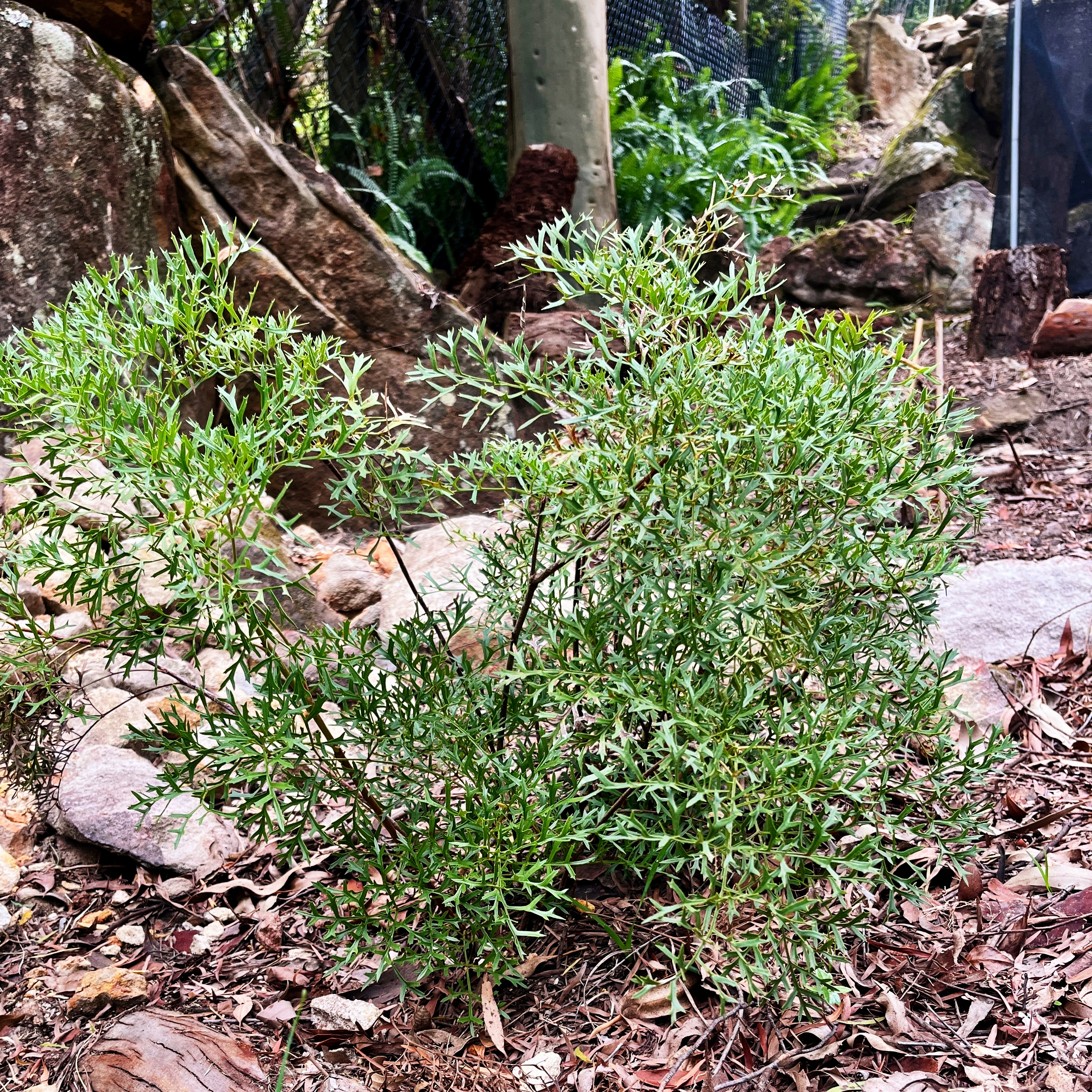 crinkle bush
