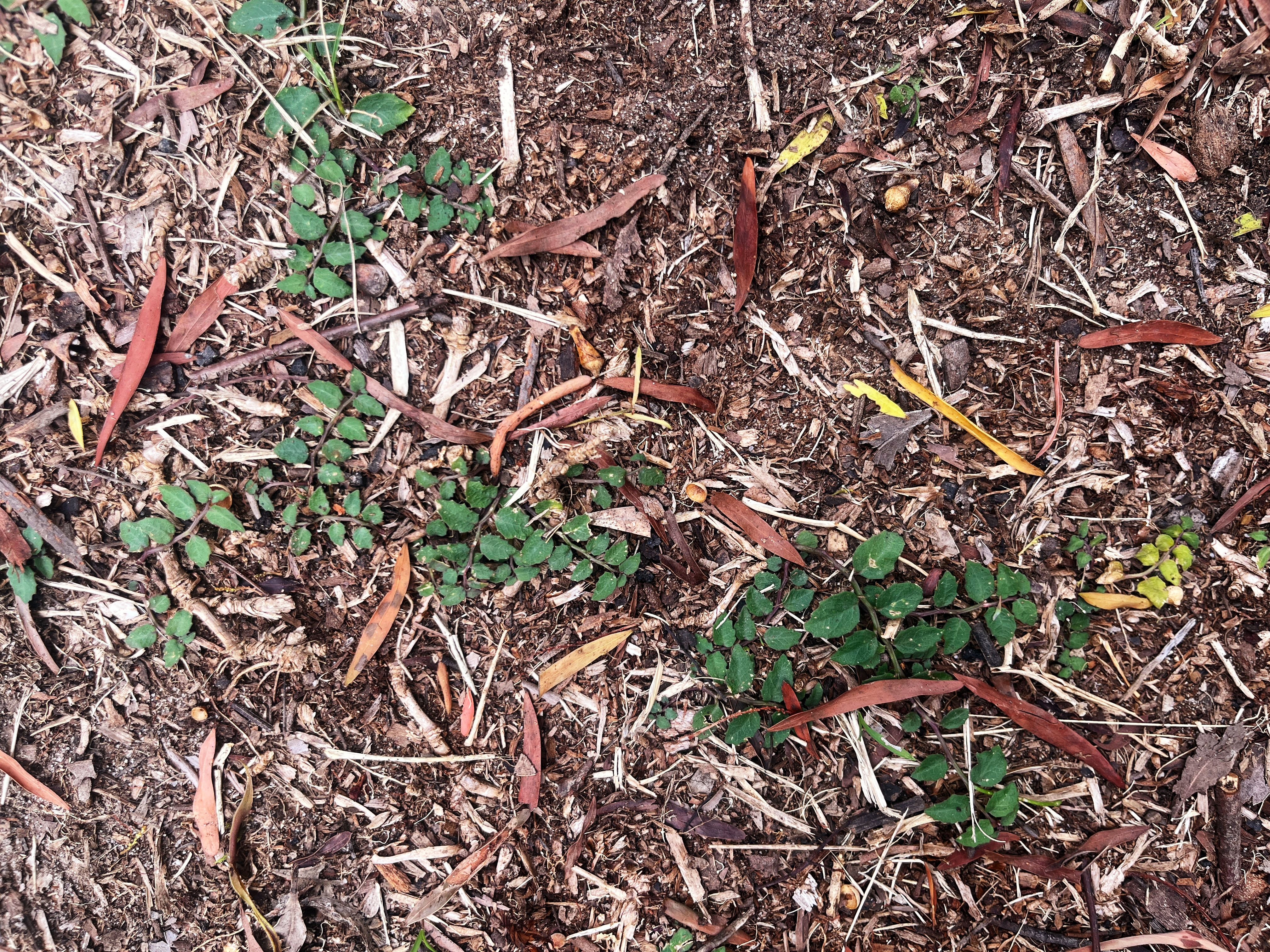 Lobelia purpurascens